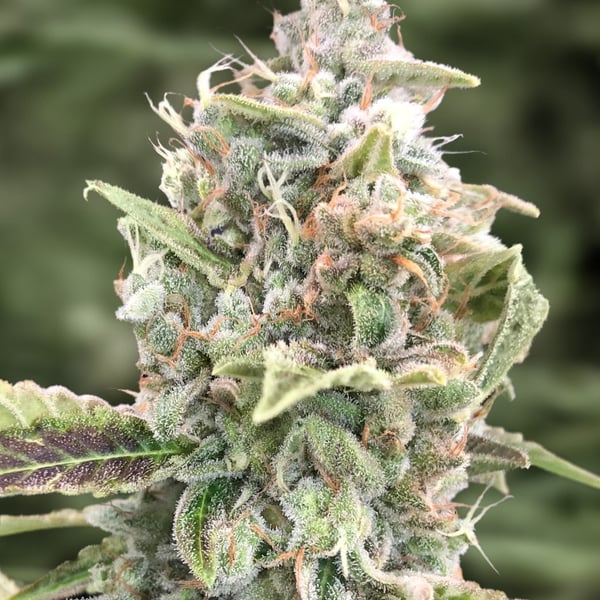 Gratefull Dead Auto High Speed Buds cannabisfrø