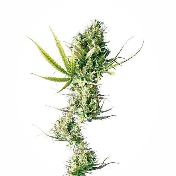 Cannabisfrø durban-feminised-xl