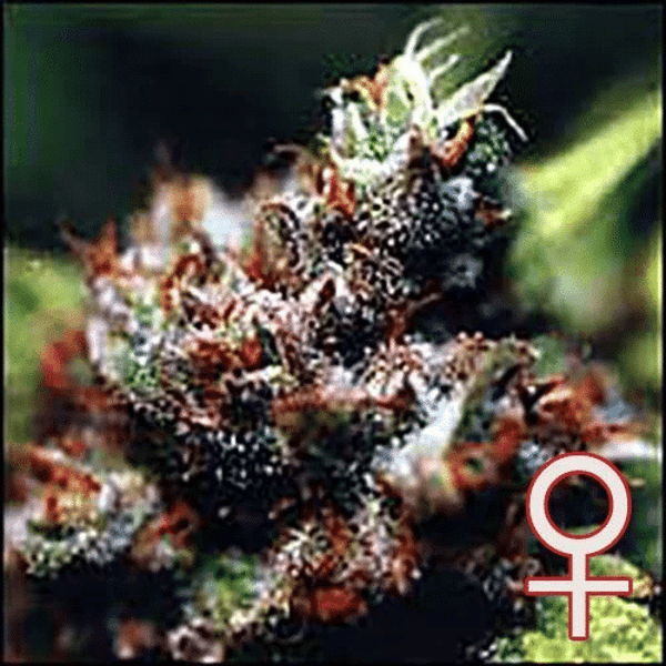 Brasil x K.C. Head K.C. Brains Seeds cannabisfrø