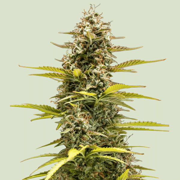 Cosmos F1 Royal Queen Cannabisfrø Skunkfrø