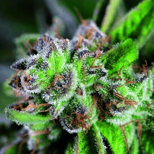 Watermelon Zkittlez Pyramid Seeds cannabisfrø