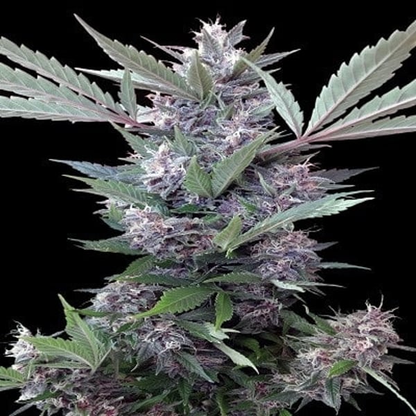Bubba Kush x PCK Standard Ace Seeds cannabisfrø