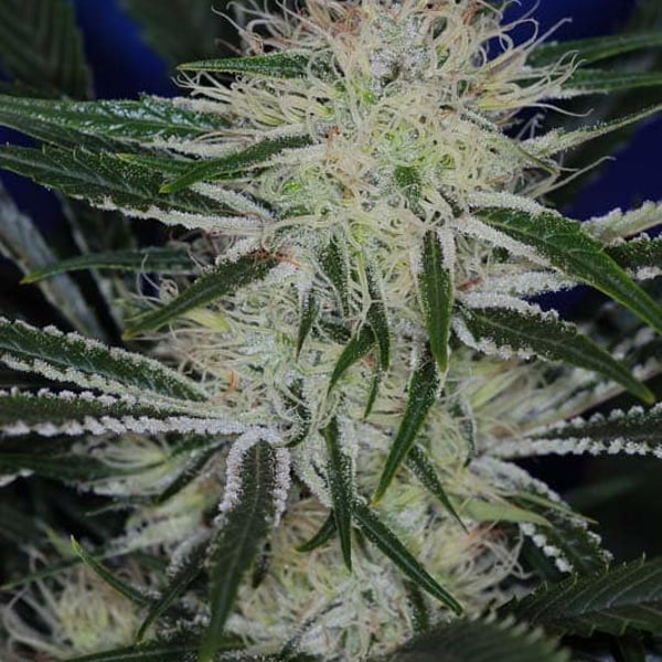 Skunkfrø Ripped Budda regulære cannabisfrø TGA Subcool