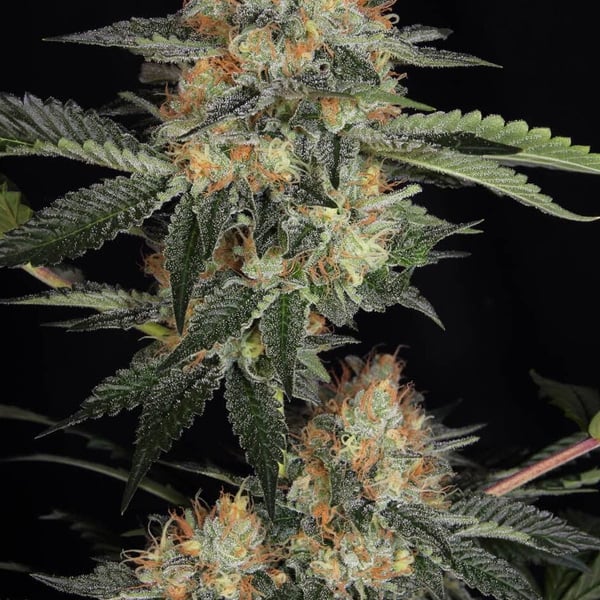 White Widow Early Harvest Nordland Seeds