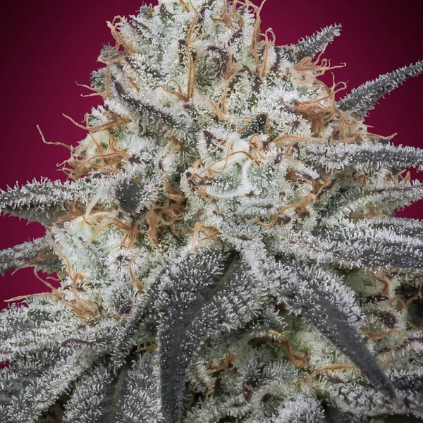 Auto Slurricane Advanced Seeds cannabisfrø