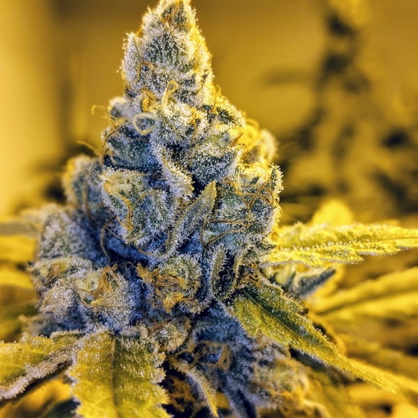 Banana Kush Auto Nordland Seeds