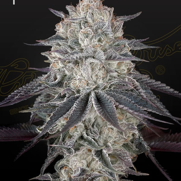 Fullgas! Green House Seed Company cannabisfrø