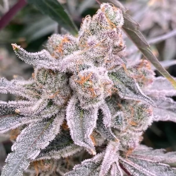King Kush Breath Inhouse Genetics cannabisfrø