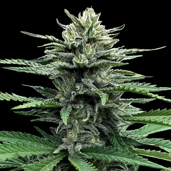 Auto Strawberry Banana DNA Genetics cannabisfrø