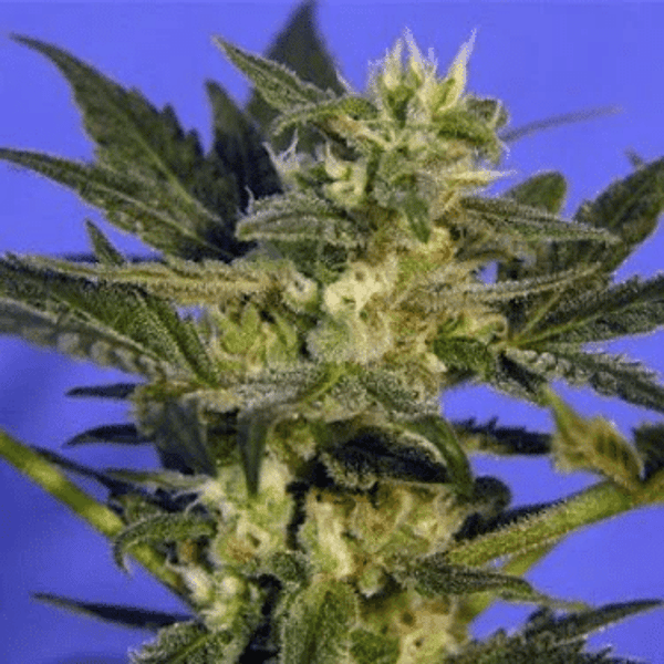 K.C. 45 Regular K.C. Brains Seeds cannabisfrø