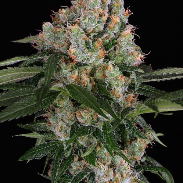 Arctic Flurry Exotic Seed