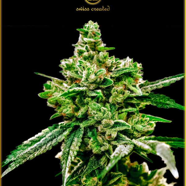 White Widow Anaconda Seeds cannabisfrø