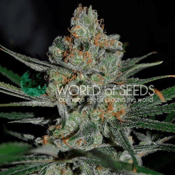 Afghan Kush Early Harvest World of Seeds cannabisfrø