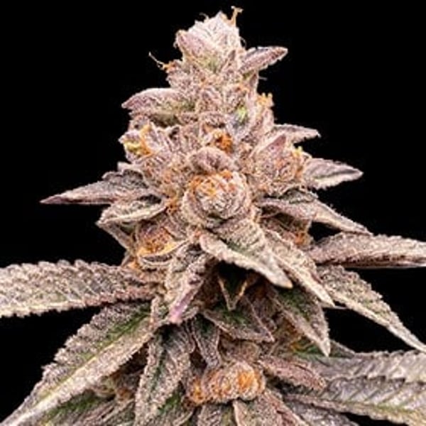 Banana-Latte-G13-Labs-Seeds_600x600