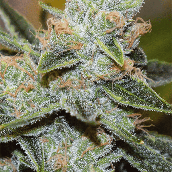 Wedding Cake x Triple OG Vision Seeds cannabisfrø