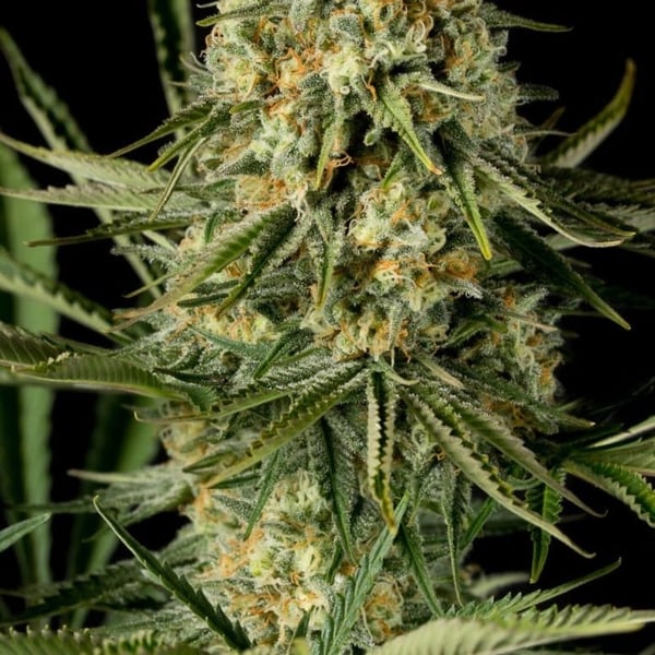 Bruce Banner Early Harvest Nordland Seeds