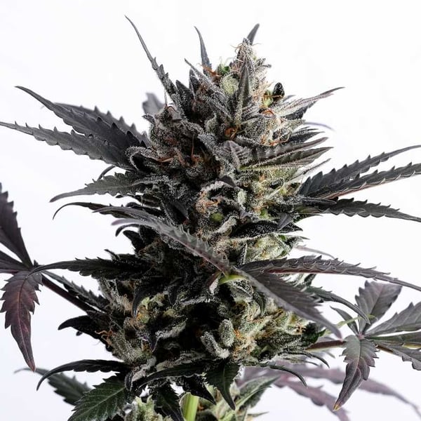 Lemon Haze Auto Kannabia skunkfrø cannabisfrø