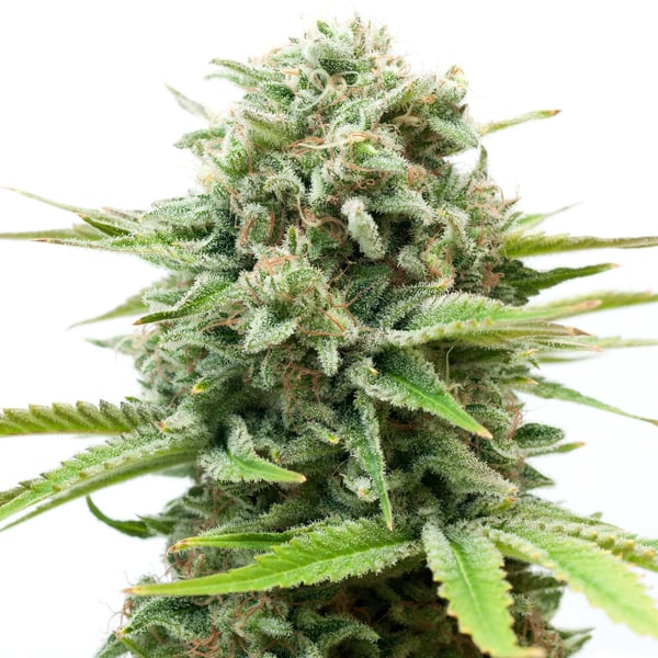 Godfather OG Auto Nordland Seeds cannabisfrø