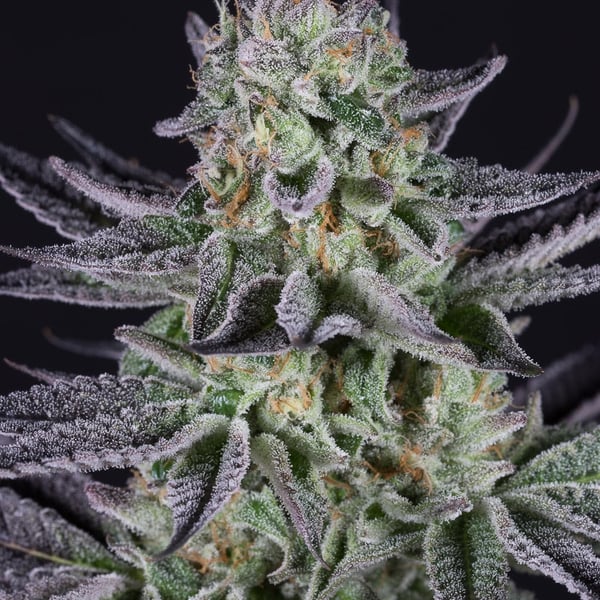 Biscotti Mintz Auto Nordland Seeds