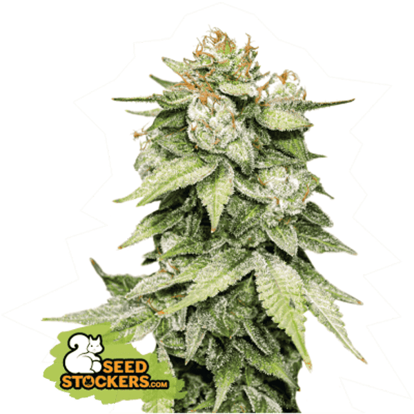 GG4 AUTO seedstockers cannabis frøbank
