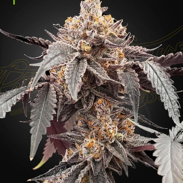 Guava x Gelato 41 Auto Greenhouse Seed Company cannabisfrø