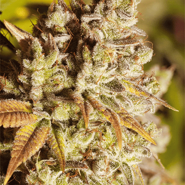 Vision Gorilla Vision Seeds cannabisfrø