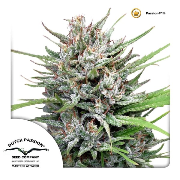 cannabisfrø-Passion1-Dutch-Passion