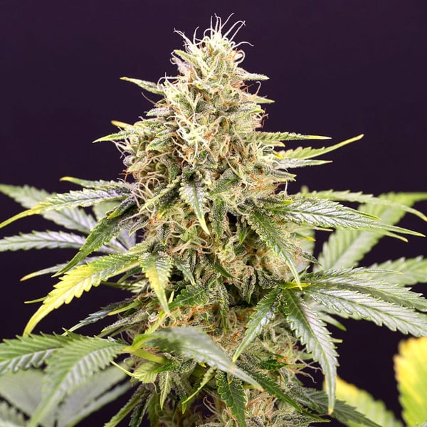 Chocolate Mint OG Auto Humboldt Seed Organization cannabisfrø