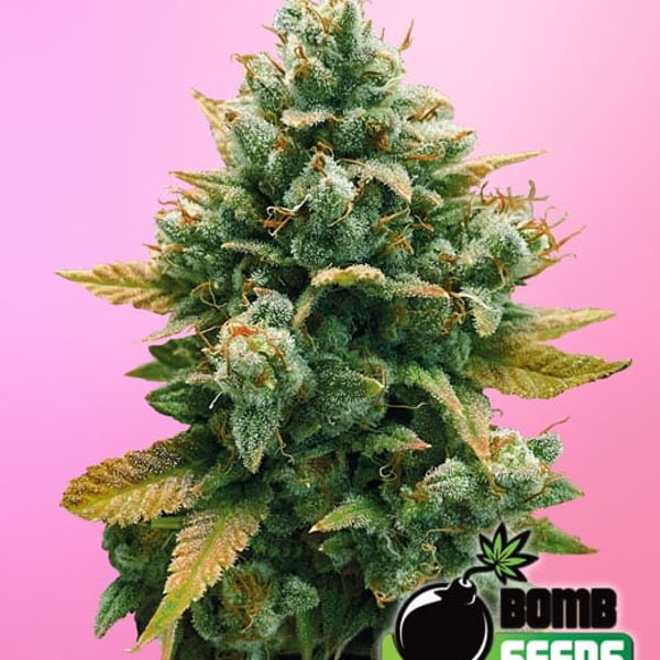 GODFATHER BOMB Bomb Seeds cannabisfrø