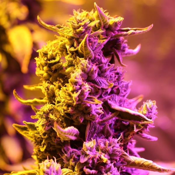 Doctor's Choice No. 1. cannabisfrø