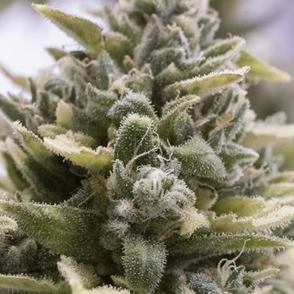 Cannabisfrø OG Kush Auto HSO