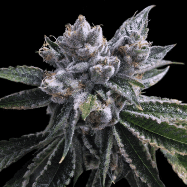Auto El Fuego DNA Genetics cannabisfrø