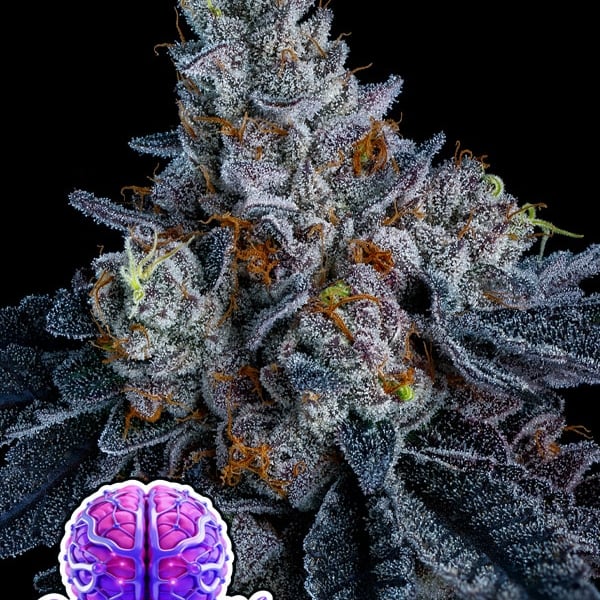 Giga Brain Auto Anesia Seeds cannabis seeds