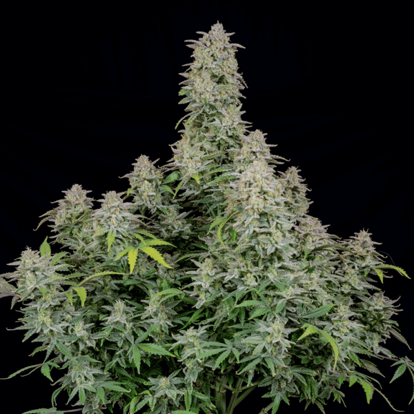 Forbidden Runtz Auto Fast Buds Cannabisfrø Skunkfrø