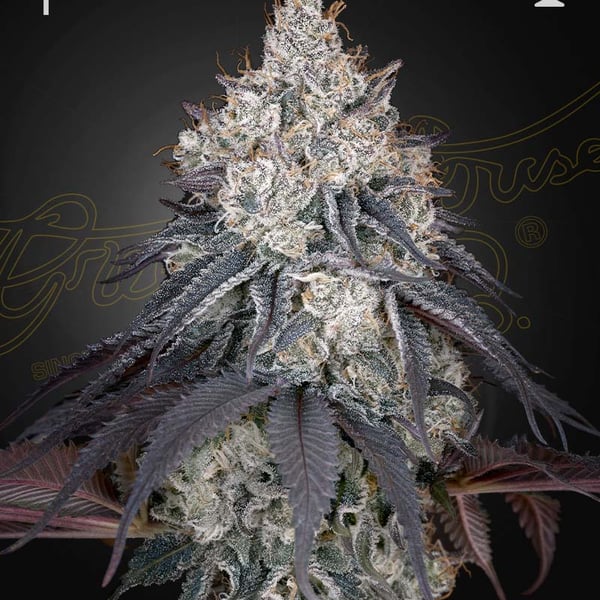 Lemon Orange Green House Seeds cannabisfrø