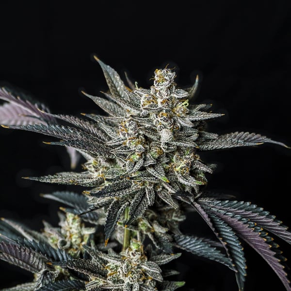 Jelly Bananen Auto Exotic Seed cannabisfrø