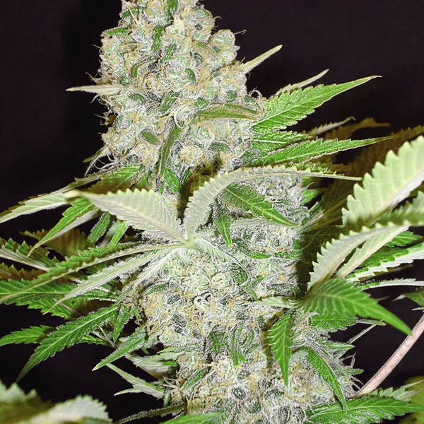 Auto Cheese NL Ministry of Cannabis cannabisfrø