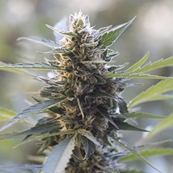 Northern Lights x Skunk G13 Labs Seeds