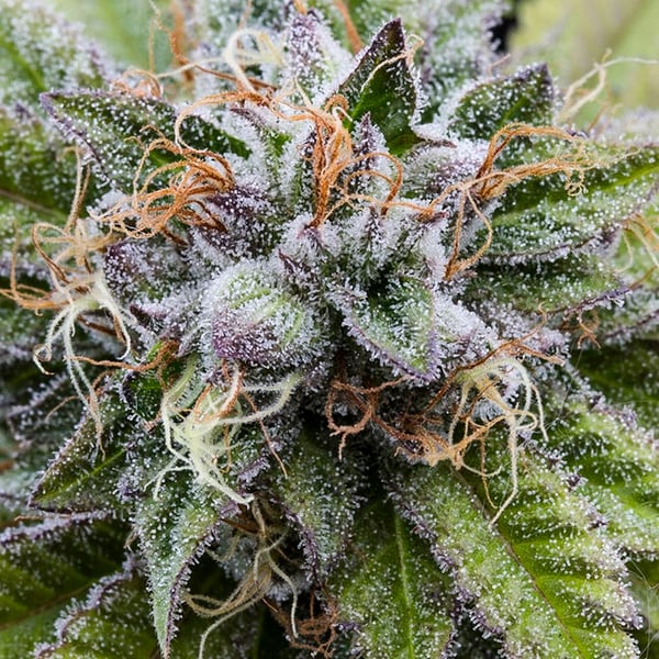 Bubba Kush Auto Nordland Seeds cannabisfrø