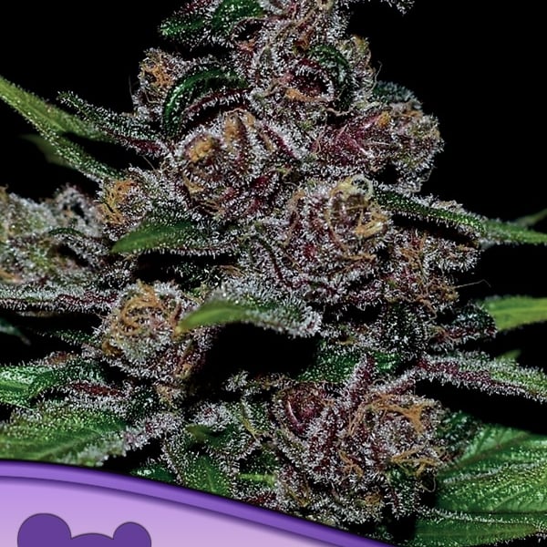 Auto Blackberry Moonrocks Anesia Seeds skunkfrø cannabisfrø