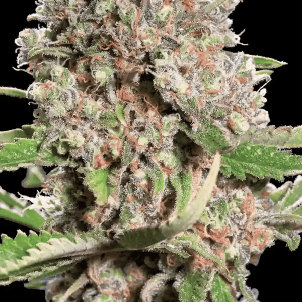 Mendocino Skunk Paradise Seeds