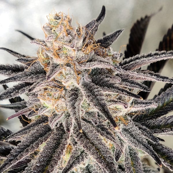 Platinum Gorilla Inhouse Genetics cannabisfrø