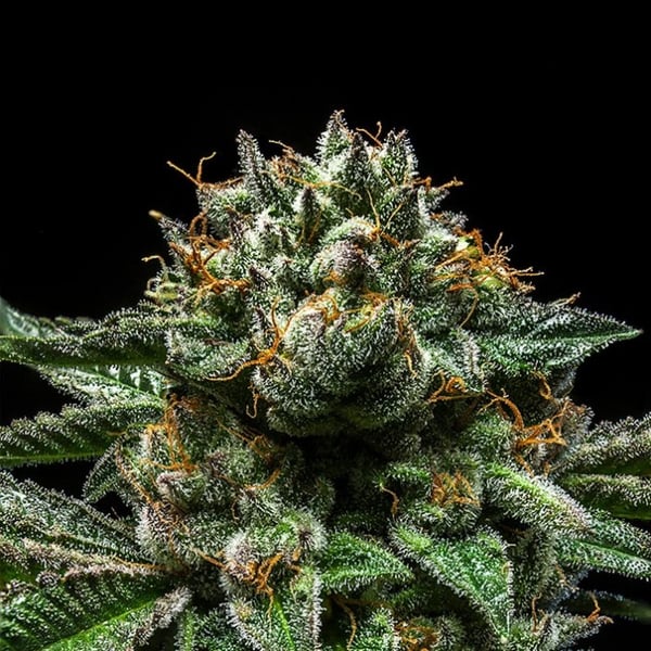 Chempie Ripper Seeds Cannabisfrø skunkfrø