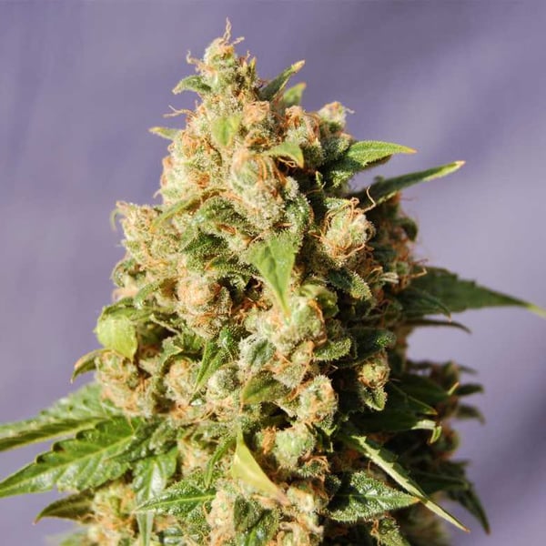 Kiss Kannabia skunkfrø cannabisfrø