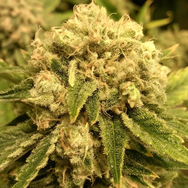 Skunkfrø Safety Meeting regulære cannabisfrø Jinxproof Genetics