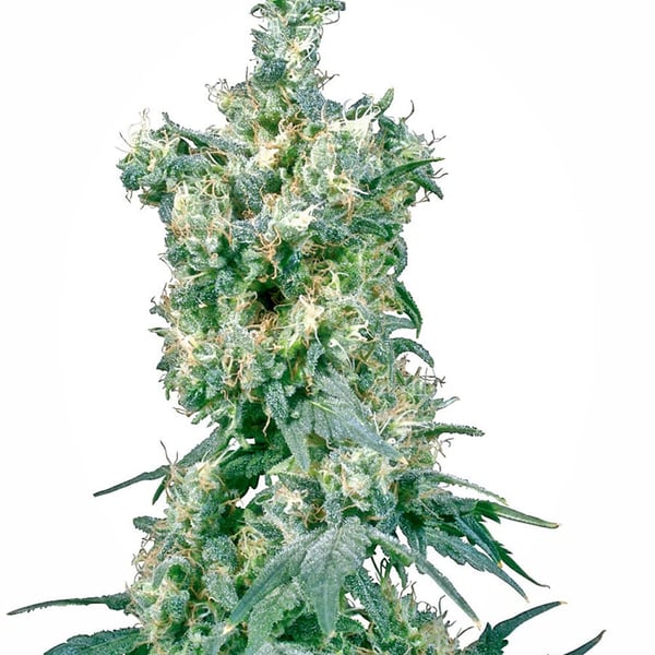 Cannabisfrø american-dream-xl