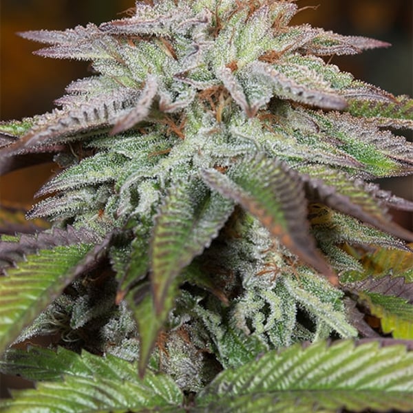L.A. Vanilla Cake Autoflowering Silent Seeds cannabisfrø