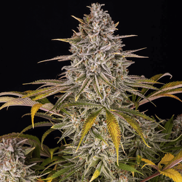 Frosted Zinn x Cookie Dog Auto Barneys Farm cannabisfrø