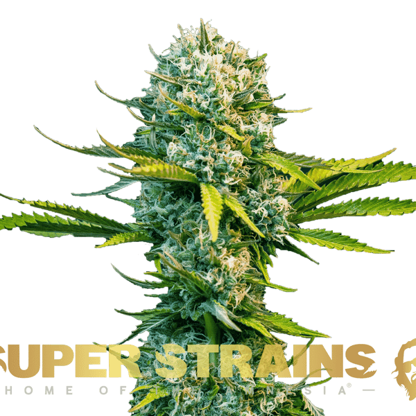 Next of Kin Super Strains cannabisfrø