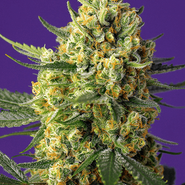 Crystal Candy XL Auto Sweet Seeds cannabisfrø skunkfrø